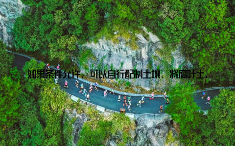 如果条件允许, 可以自行配制土壤, 将腐叶土、粗沙、珍珠岩按照3:2:1的比例混合, 这样既透气又保湿