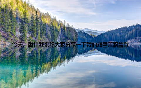 今天, 就让我来给大家分享一下我的双色茉莉盆栽的故事吧! 记得那天, 我在花卉市场闲逛, 无意中看到了这盆双色茉莉