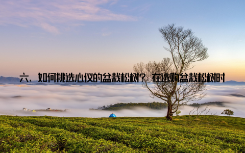 六、如何挑选心仪的盆栽松树? 在选购盆栽松树时, 我们要注意以下几点 选择生长状态良好的松树, 枝叶繁茂、色泽鲜亮为佳