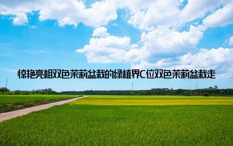 惊艳亮相双色茉莉盆栽的绿植界C位双色茉莉盆栽走红网络绿植界新宠儿惊艳亮相, 这句话不仅是对双色茉莉盆栽的赞誉, 更是对它走红背后的努力和付出的肯定