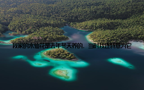 我家的水仙花是去年冬天养的, 当时我还特意为它准备了一个漂亮的花盆, 看着它从一个小小的鳞茎慢慢长出绿叶, 再到开出美丽的花朵, 那份喜悦真是难以言表