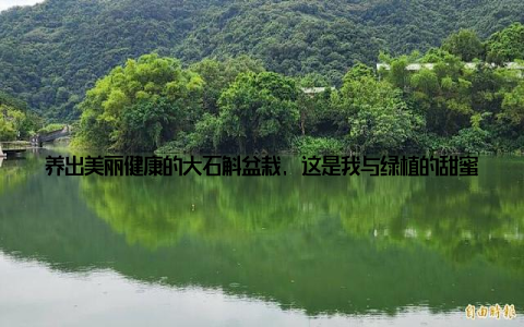 养出美丽健康的大石斛盆栽, 这是我与绿植的甜蜜邂逅! 大家好, 今天我要和大家分享一个关于我与大石斛盆栽的故事