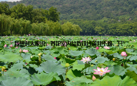 我想对大家说, 养护室内盆栽铁线莲并不难, 只要我们用心去观察, 去学习, 就能让它们在我们的家居中绽放出美丽的花朵