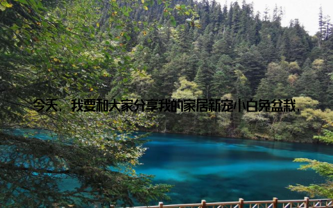 今天, 我要和大家分享我的家居新宠小白兔盆栽, 它不仅带来了一份小清新的家居氛围, 更是我的萌宠植物, 让我在忙碌的生活中找到了一份心灵的慰藉