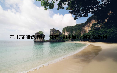 在北方的街头巷尾, 却有一群生命力顽强的盆栽月季, 在寒风中绽放着美丽的花朵, 为寒冷的冬日增添了一抹盎然的绿意