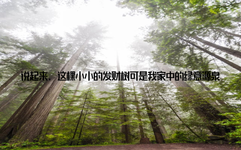 说起来, 这棵小小的发财树可是我家中的绿意源泉, 每天都给我带来满满的正能量呢! 记得那是去年春天, 我在一次偶然的机会下发现了这家花卉市场