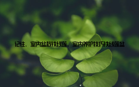 记住, 室内盆栽铁线莲, 室内养护技巧铁线莲盆栽养护秘籍大公开的第一步, 就是挑选适合自己家的品种哦! 二、精心挑选合适的盆栽容器铁线莲的根系较为发达, 因此, 在选择盆栽容器时, 要确保容器有足够的深度和空间