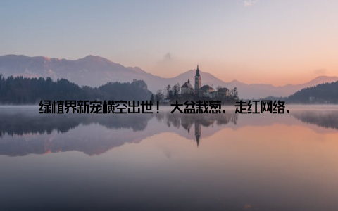 绿植界新宠横空出世! 大盆栽葱, 走红网络, 竟成年轻人的心头好! 在这个快节奏的时代, 我们总是渴望在繁忙的生活中找到一丝宁静
