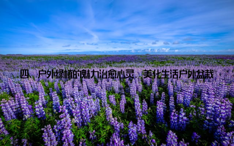 四、户外绿植的魅力治愈心灵, 美化生活户外盆栽植物图片及名称、户外盆栽植物精美图片大赏及品种名称, 这些绿色精灵为我们的生活带来了无尽的惊喜