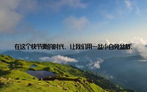 在这个快节奏的时代, 让我们用一盆小白兔盆栽, 打造属于自己的绿色植物小清新生活吧! 小白兔盆栽, 不仅是一种绿色植物, 更是一种生活态度