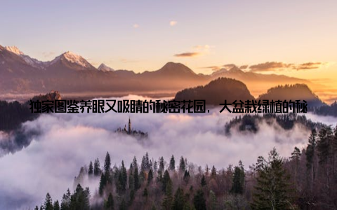 独家图鉴养眼又吸睛的秘密花园, 大盆栽绿植的秘密 你是否曾好奇, 那些在大盆栽绿植名称图片中亮相的植物, 究竟是如何养眼又吸睛的? 独家大盆栽绿植图鉴, 我们可以一探究竟