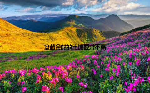 盆栽金桔的土壤要求不高