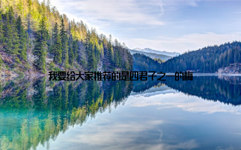 我要给大家推荐的是四君子之一的梅