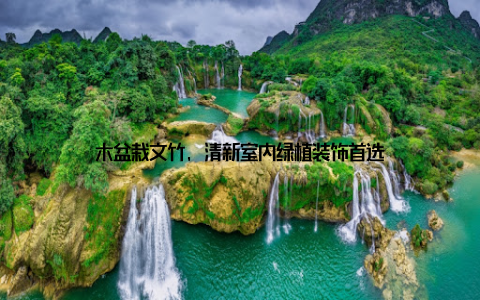 木盆栽文竹, 清新室内绿植装饰首选