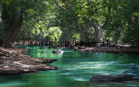 浇水过多或过少都会影响植物的生长