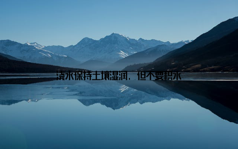 浇水保持土壤湿润, 但不要积水