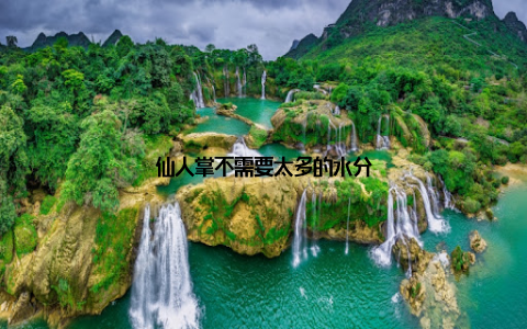 仙人掌不需要太多的水分