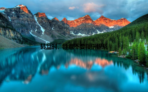 转盆时, 注意不要损伤根系