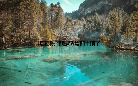 接下来, 就是选盆和土壤了