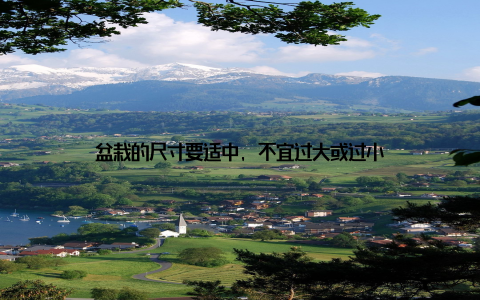 盆栽的尺寸要适中, 不宜过大或过小