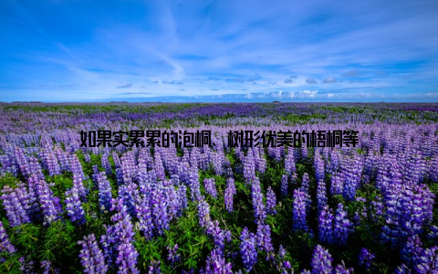 如果实累累的泡桐、树形优美的梧桐等