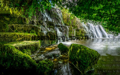 橡皮树每盆约20-80元/月