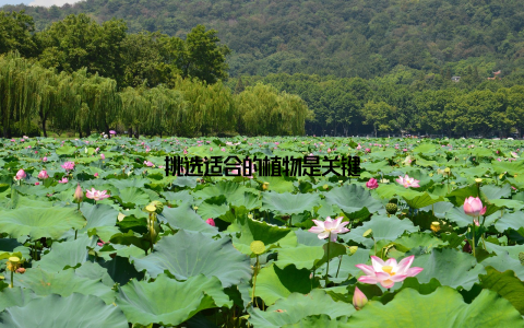 挑选适合的植物是关键