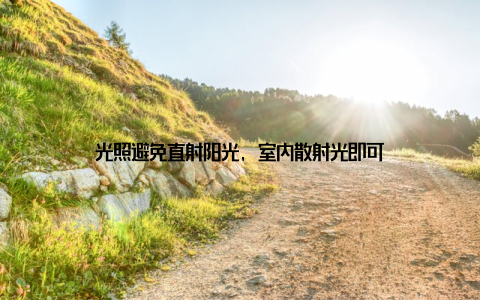 光照避免直射阳光, 室内散射光即可