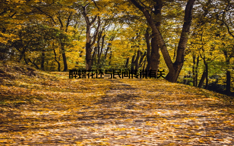 醉蝶花还与民间传说有关