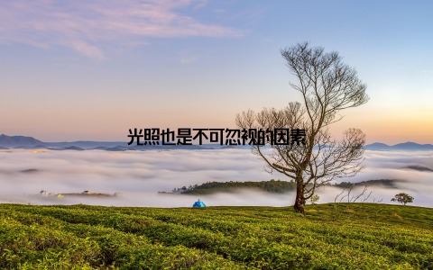 光照也是不可忽视的因素