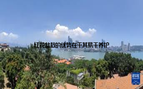 红花盆栽的优势在于其易于养护