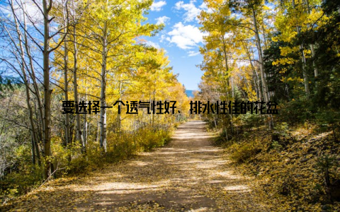 要选择一个透气性好、排水性佳的花盆