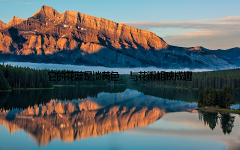 它的花蕊是淡黄色, 与花瓣相映成趣