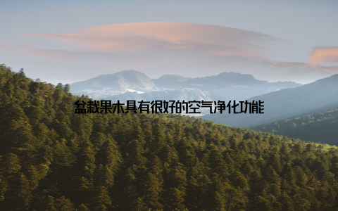 盆栽果木具有很好的空气净化功能