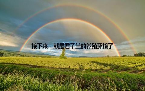 接下来, 就是君子兰的养殖环境了
