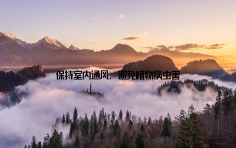 保持室内通风, 避免植物病虫害