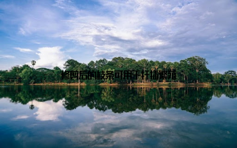 修剪后的枝条可用于扦插繁殖