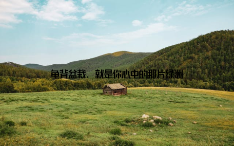 龟背盆栽, 就是你心中的那片绿洲