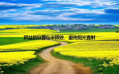 将盆栽放置在半阴处, 避免阳光直射