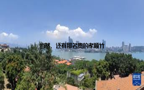 当然, 还有那名贵的孝顺竹