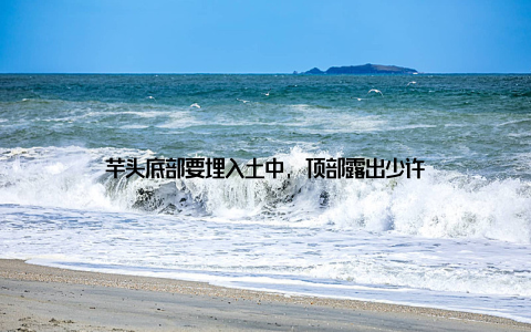 芋头底部要埋入土中, 顶部露出少许