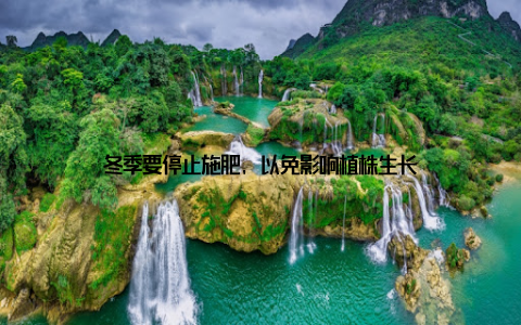 冬季要停止施肥, 以免影响植株生长