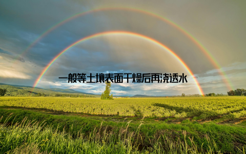 一般等土壤表面干燥后再浇透水