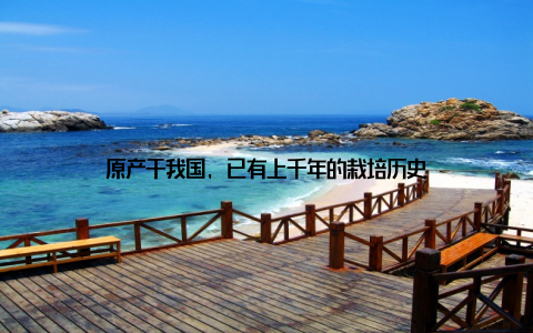 原产于我国, 已有上千年的栽培历史