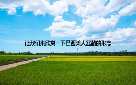 让我们来欣赏一下巴西美人盆栽的形态