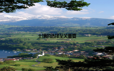 土壤的选择至关重要