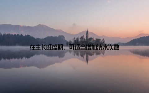 在生长旺盛期, 可适当增加浇水次数