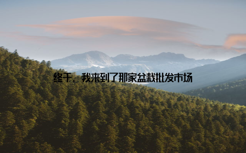 终于, 我来到了那家盆栽批发市场