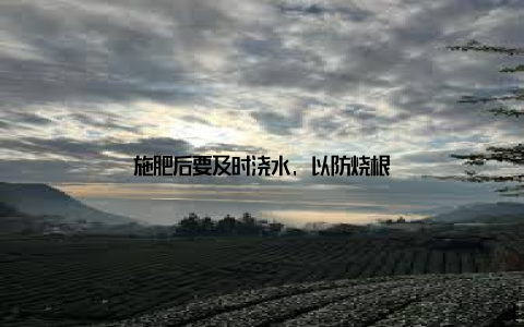 施肥后要及时浇水, 以防烧根