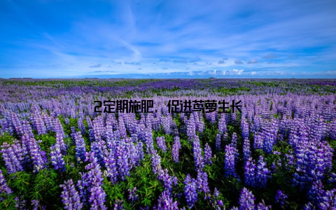 2定期施肥, 促进茑萝生长